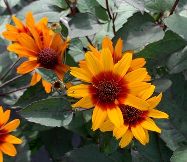 Heliopsis helianthoides var. scabra 'Burning Hearts' - Smooth Oxeye from Pleasant Run Nursery