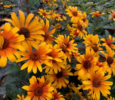 Heliopsis helianthoides var. scabra 'Burning Hearts' - Smooth Oxeye from Pleasant Run Nursery