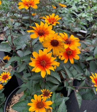 Heliopsis helianthoides var. scabra 'Burning Hearts' - Smooth Oxeye from Pleasant Run Nursery