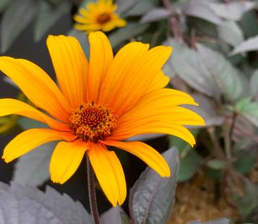 Heliopsis helianthoides var. scabra 'Burning Hearts' - Smooth Oxeye from Pleasant Run Nursery