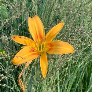 Hemerocallis x altissimus Autumn Minaret