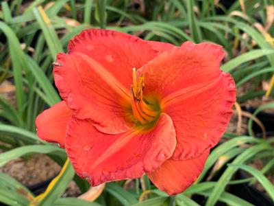 Hemerocallis 'Desert Flame' - Daylily from Pleasant Run Nursery