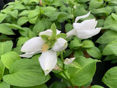 Hosta plantaginea var. grandiflora - Fragrant Plantain Lily from Pleasant Run Nursery