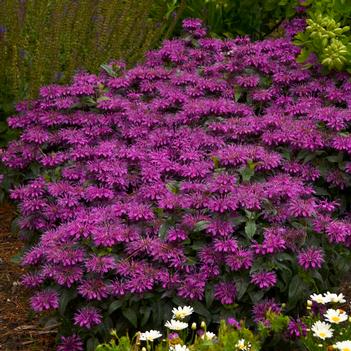 Monarda Grape Gumball (Photo: Walters Gardens, Inc)