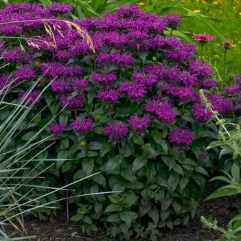 Monarda Grape Gumball (Photo: Walters Gardens, Inc)