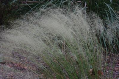 Muhlenbergia capillaris 'White Cloud'