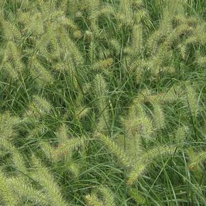 Pennisetum alopecuroides Hameln