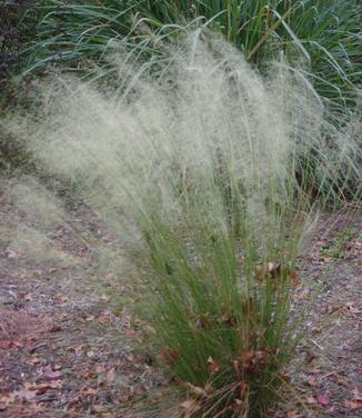 Muhlenbergia capillaris 'White Cloud'