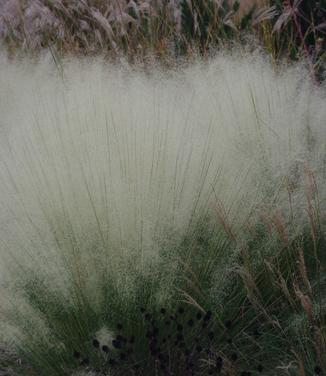 Muhlenbergia capillaris 'White Cloud'