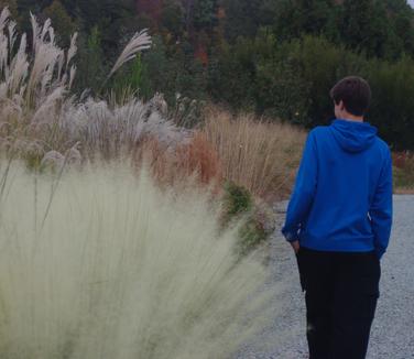 Muhlenbergia capillaris 'White Cloud'