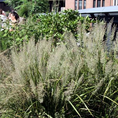 Calamagrostis brachytricha 