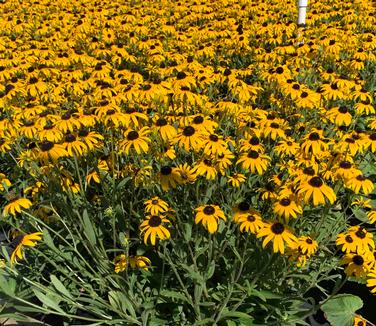 Rudbeckia x 'American Gold Rush' - Black-Eyed Susan from Pleasant Run Nursery