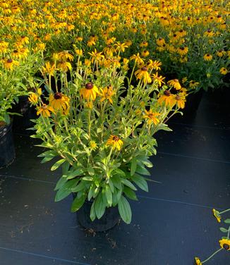 Rudbeckia x 'American Gold Rush'