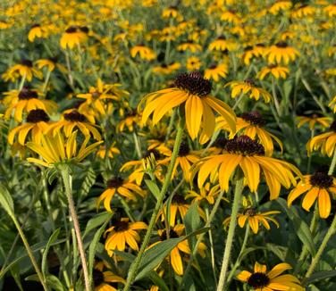 Rudbeckia 'American Gold Rush' - Black-Eyed Susan from Pleasant Run Nursery