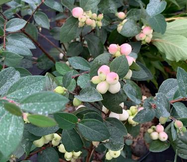 Symphoricarpos Magical Mandy