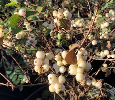 Symphoricarpos x Magical 'Mandy' - Snowberry from Pleasant Run Nursery