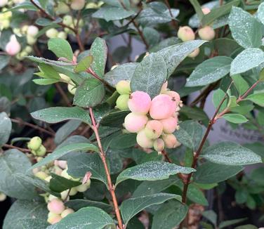 Symphoricarpos Magical Mandy