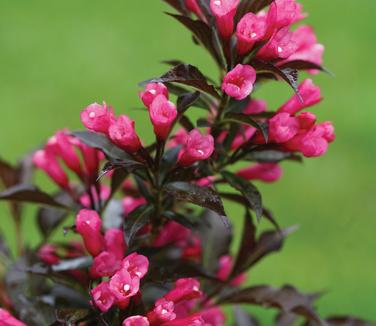 Weigela florida Spilled Wine (Photo: Proven Winners)