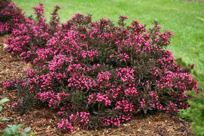 Weigela florida Spilled Wine (Photo: Proven Winners)