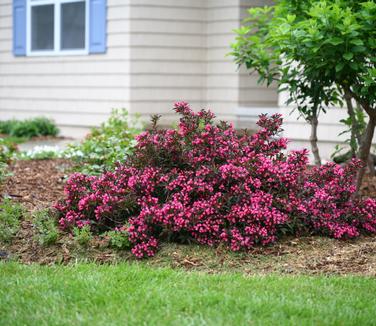 Weigela florida Spilled Wine (Photo: Proven Winners)