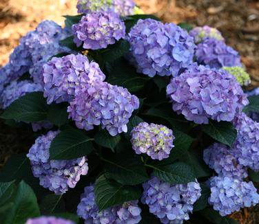 Hydrangea macrophylla Let's Dance Blue Jangles (Photo: Proven Winners)