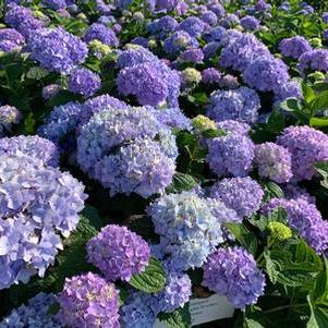 Hydrangea macrophylla Endless Summer®