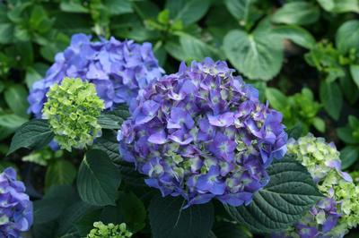 Hydrangea macrophylla Let's Dance Blue Jangles (Photo: Proven Winners)