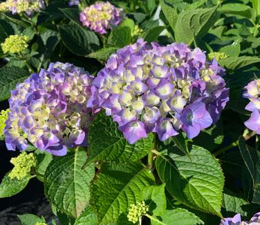 Hydrangea macrophylla 'Let's Dance Blue Jangles' - Bigleaf Hydrangea from Pleasant Run Nursery