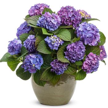 Hydrangea macrophylla Let's Dance Blue Jangles (Photo: Proven Winners)