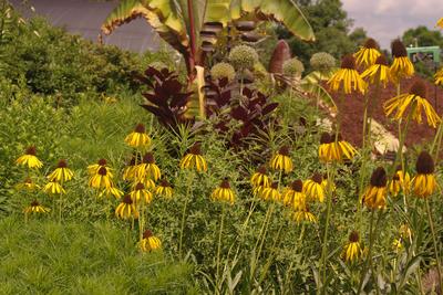 Echinacea paradoxa