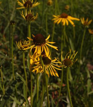 Echinacea paradoxa - Yellow Coneflower from Pleasant Run Nursery