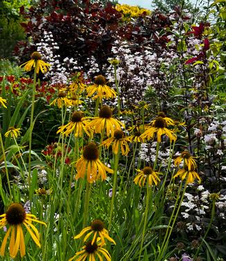 Echinacea paradoxa