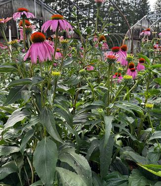 Echinacea purpurea - Purple Coneflower from Pleasant Run Nursery