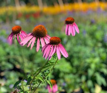 Echinacea purpurea - Purple Coneflower from Pleasant Run Nursery