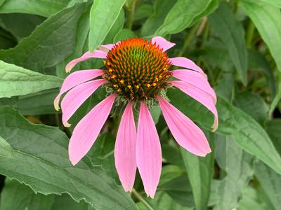 Echinacea purpurea - Purple Coneflower from Pleasant Run Nursery