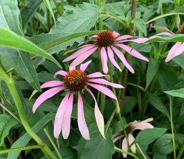 Echinacea purpurea - Purple Coneflower from Pleasant Run Nursery