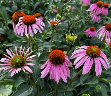 Echinacea purpurea - Purple Coneflower from Pleasant Run Nursery