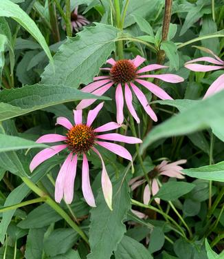 Echinacea purpurea - Purple Coneflower from Pleasant Run Nursery