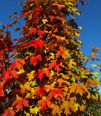 Acer saccharum 'Green Mountain' - Sugar Maple from Pleasant Run Nursery