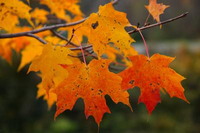 Acer saccharum 'Green Mountain' - Sugar Maple from Pleasant Run Nursery