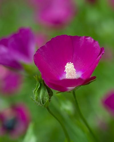 Callirhoe involucrata - Poppy-mallow/Wine Cups (North Creek Nurseries)