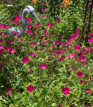 Callirhoe involucrata - Poppy-mallow/Wine Cups from Pleasant Run Nursery