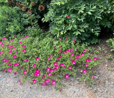 Callirhoe involucrata - Poppy-mallow/Wine Cups 