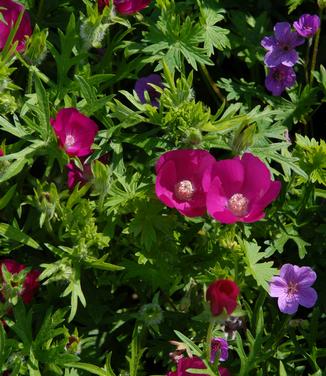 Callirhoe involucrata - Poppy-mallow/Wine Cups (North Creek Nurseries)