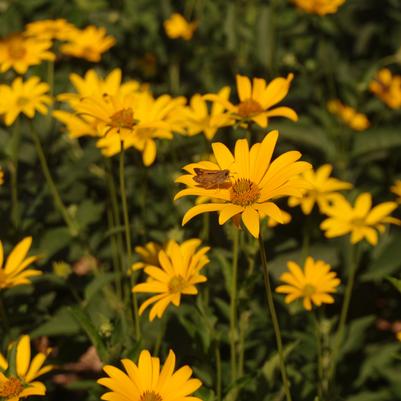 Heliopsis helianthoides 