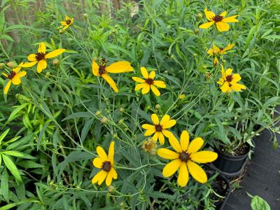 Coreopsis tripteris 'Gold Standard' - Tall Tickseed from Pleasant Run Nursery