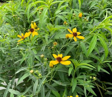 Coreopsis tripteris 'Gold Standard' - Tall Tickseed from Pleasant Run Nursery