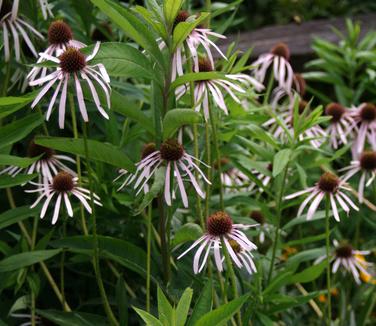 Echinacea pallida - Pale Purple Coneflower (Photo H. Zell)