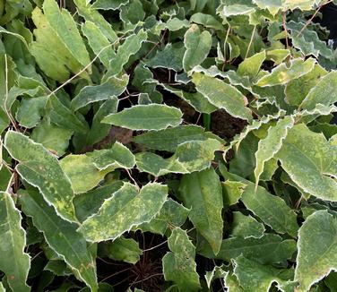 Epimedium wushanense 'Caramel' - Wushan Barrenwort from Pleasant Run Nursery