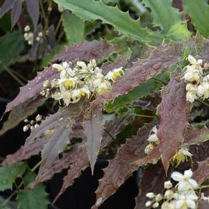 Epimedium wushanense Sandy Claws